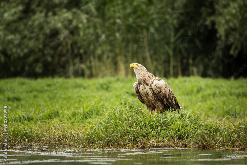 White tailed eagle in wild nature