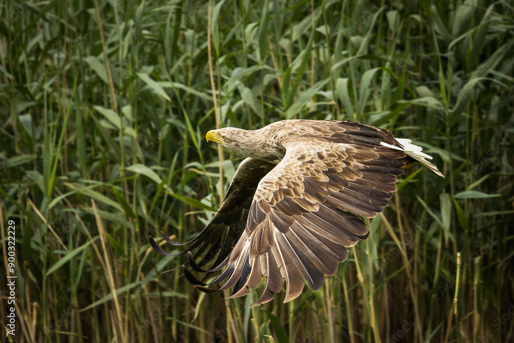 White tailed eagle in wild nature
