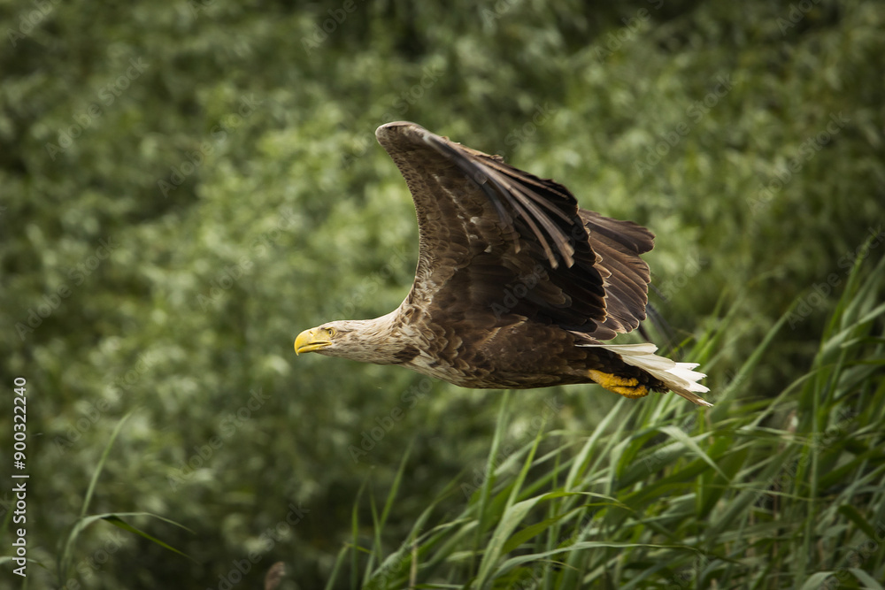 White tailed eagle in wild nature