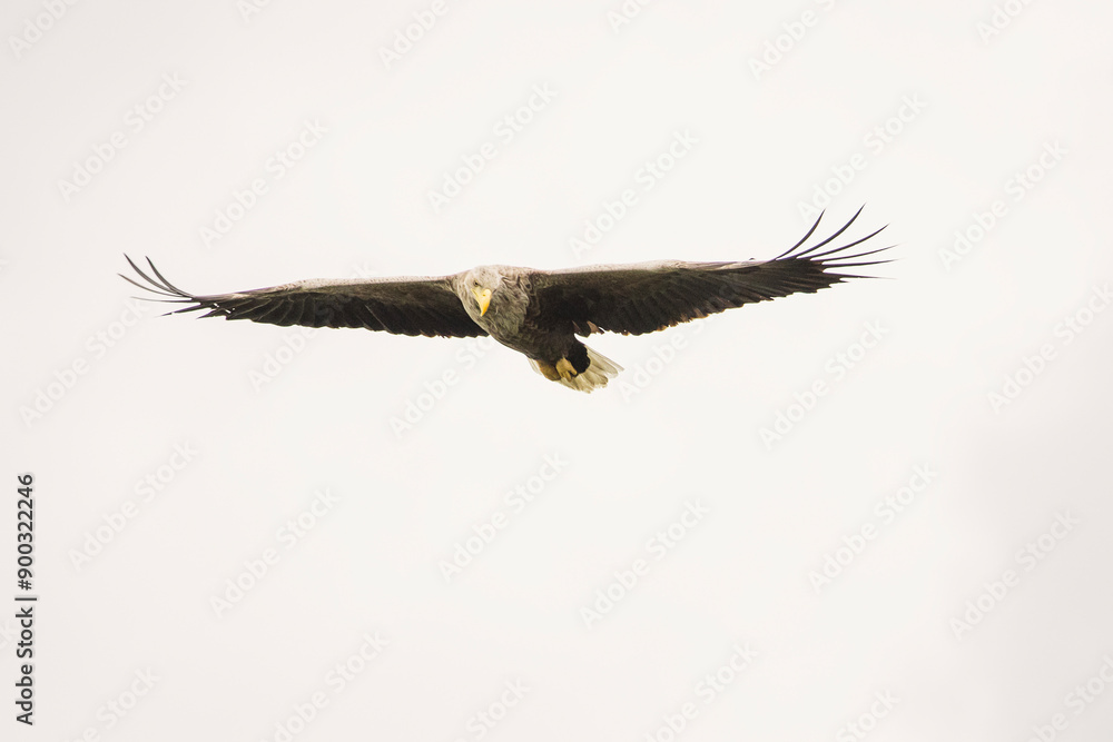 White tailed eagle in wild nature