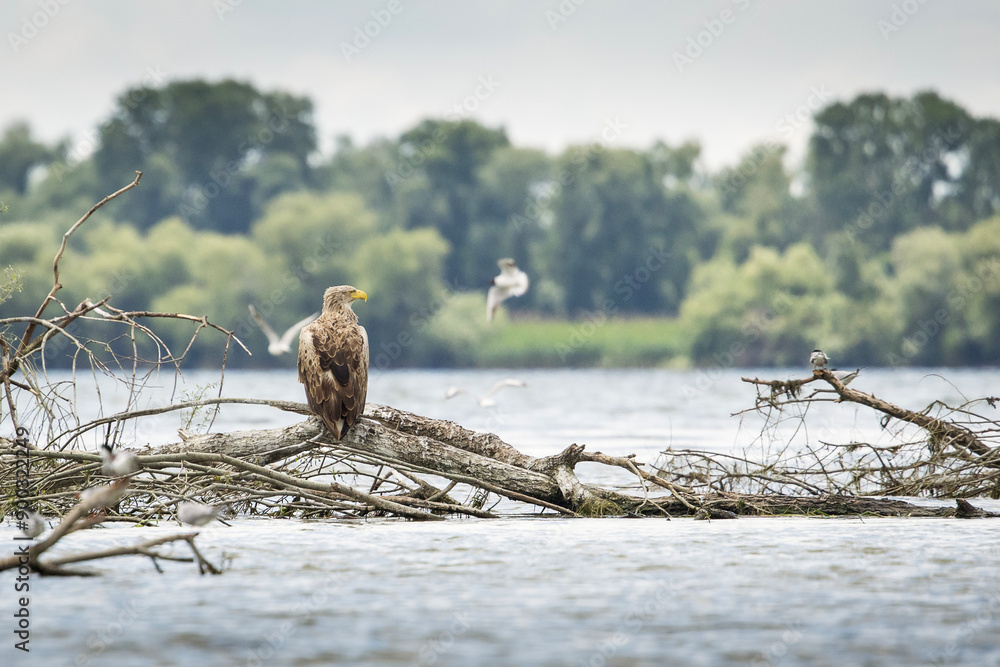 White tailed eagle in wild nature