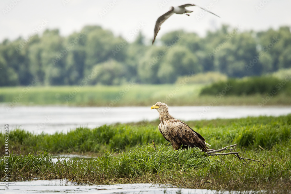 White tailed eagle chased by seagull
