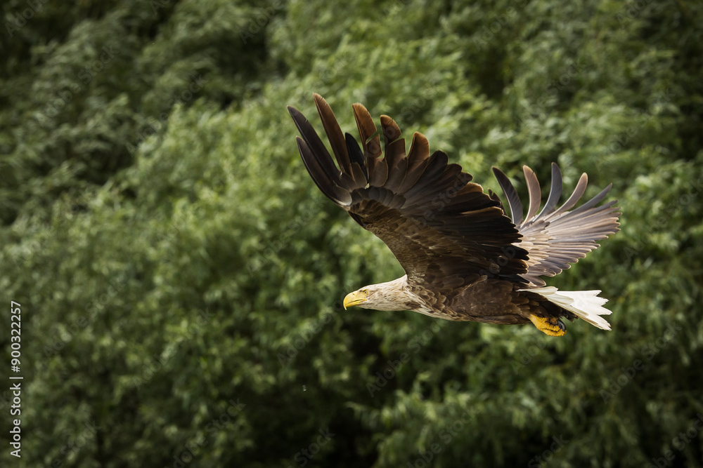 White tailed eagle in wild nature
