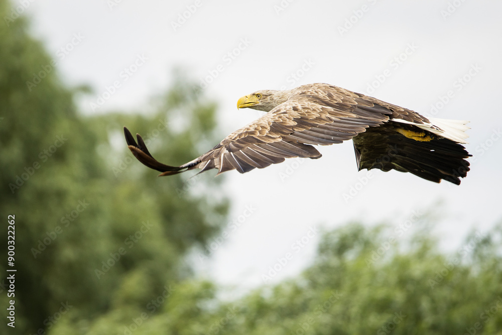 White tailed eagle in wild nature