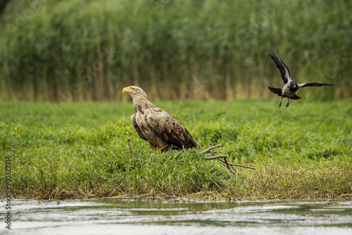 Obraz na płótnie White tailed eagle chased by a craw w salonie