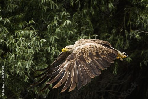 Obraz na płótnie White tailed eagle in wild nature w salonie