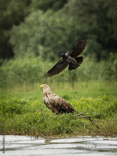 Obraz na płótnie White tailed eagle chased by a craw w salonie