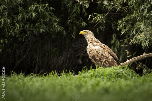 Obraz na płótnie White tailed eagle in wild nature w salonie