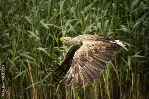 Obraz na płótnie White tailed eagle in wild nature w salonie