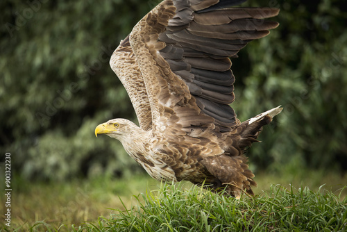 White tailed eagle in wild nature