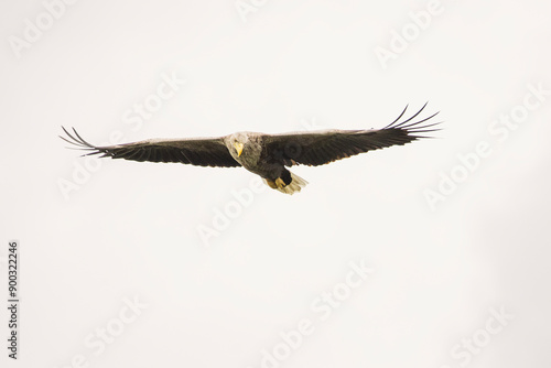 Obraz na płótnie White tailed eagle in wild nature w salonie
