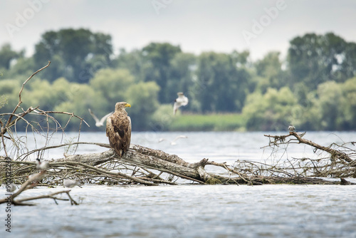 Obraz na płótnie White tailed eagle in wild nature w salonie