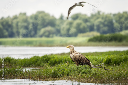 Obraz na płótnie White tailed eagle chased by seagull w salonie