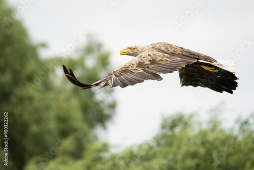 Obraz na płótnie White tailed eagle in wild nature w salonie