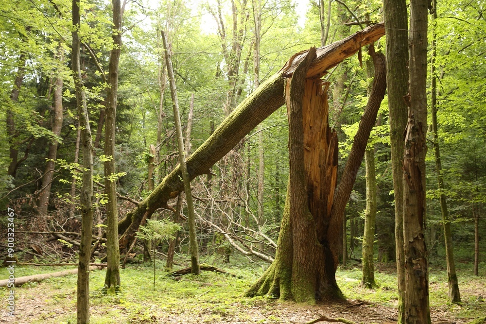 Broken tree trunk and other green trees in forest Broken tree trunk and other green trees in forest