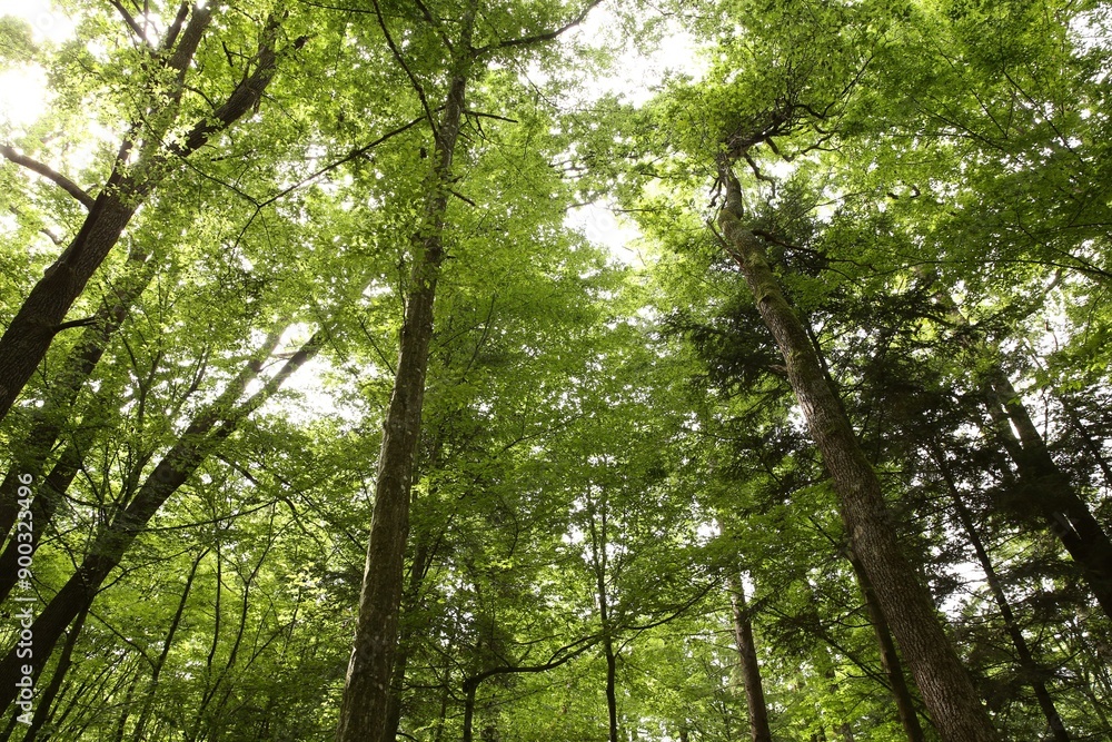 Beautiful green trees growing in forest, low angle view Beautiful green trees growing in forest, low angle view