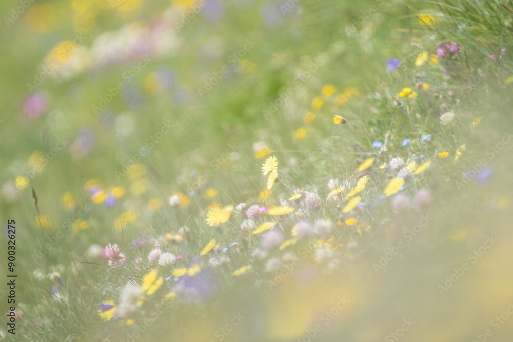 Idyllic Alpine meadow full of colorfull flowers, flowery alpine glade on a sunny summer morning. Alps Mountains, Italy.