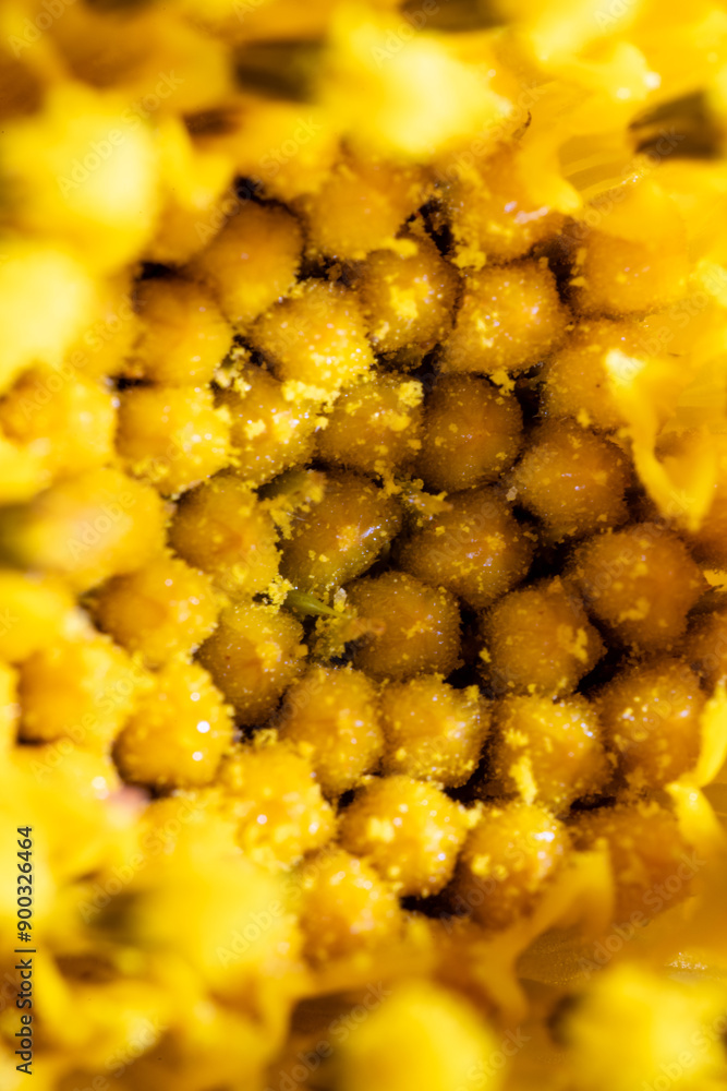 Bud of tubular flower of sunflower (Helianthus annuus)