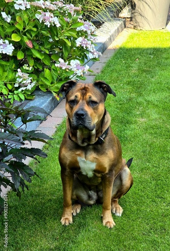 german shepherd dog