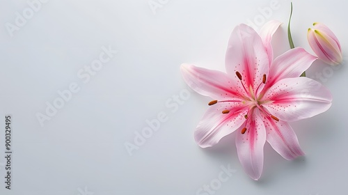 Pink Lily Flower on White Background