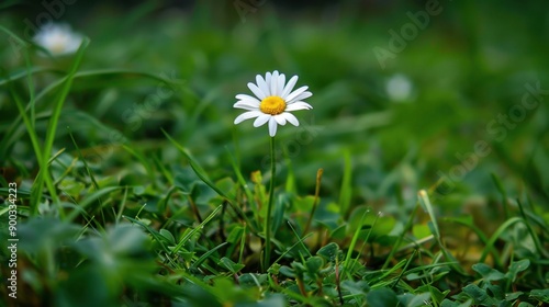 Daisy: With their sunny simplicity, daisies symbolize purity and innocence, frequently linked to cherished memories of childhood and the joy of simpler times. 