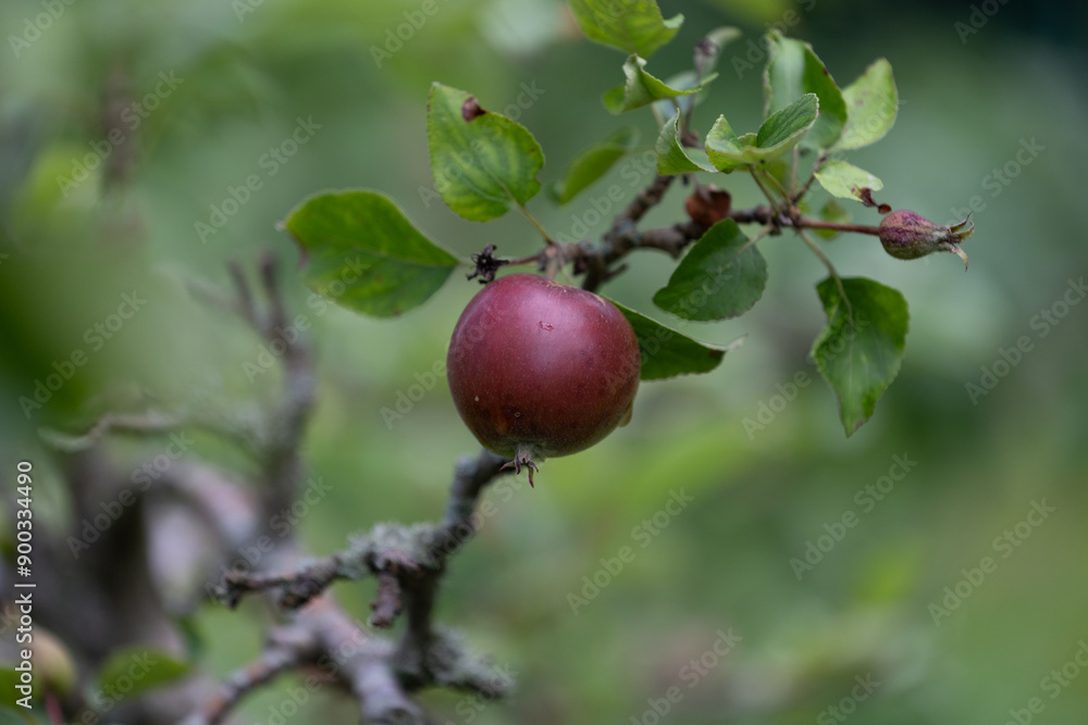 Organic red apples growing in the summer orchard. Beautiful summer scenery of Latvia, Northern Europe. Organic red apples growing in the summer orchard. Beautiful summer scenery of Latvia, Northern Europe.