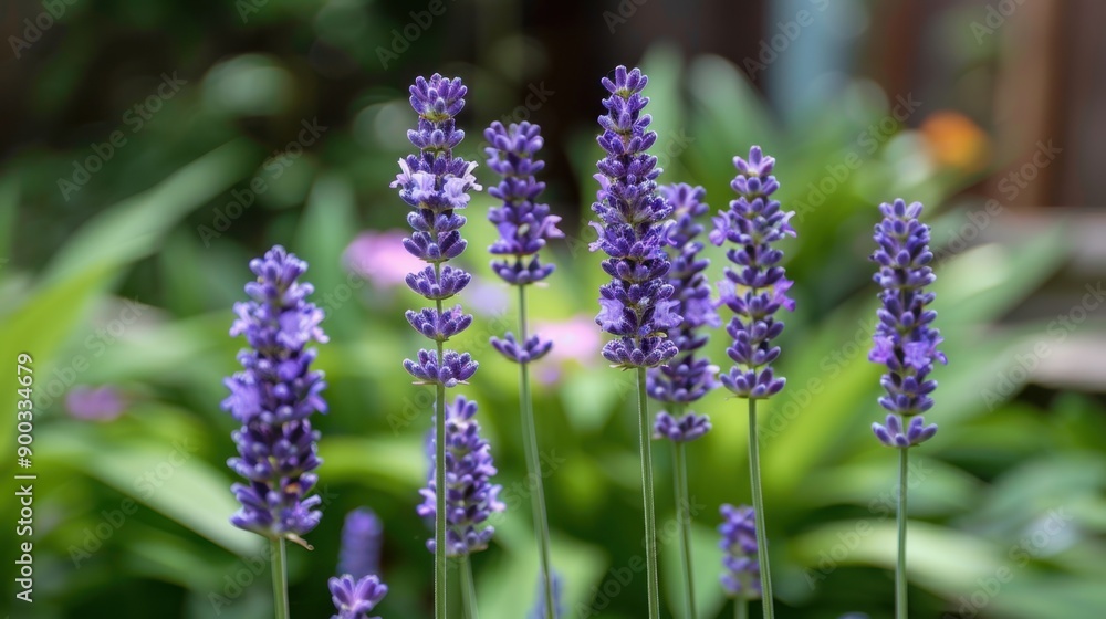 Lavender: Lavender’s fragrant and calming properties symbolize serenity, grace, and calmness, making it a favorite in aromatherapy for its soothing and relaxing effects.
Lavender: Lavender’s fragrant and calming properties symbolize serenity, grace, and calmness, making it a favorite in aromatherapy for its soothing and relaxing effects.