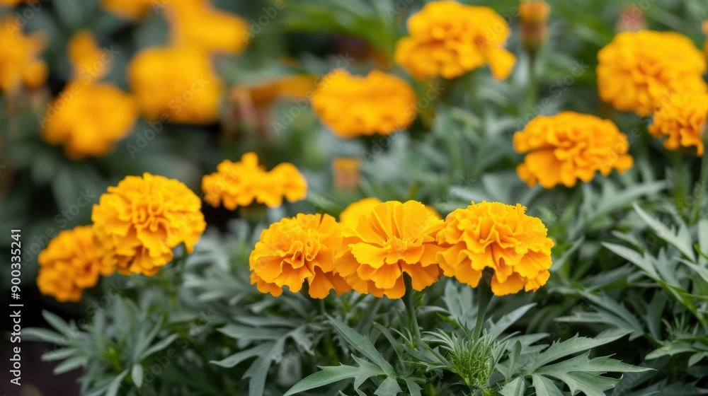 Marigold: Marigolds, vibrant and tough, symbolize passion and creativity, commonly adorning celebrations and festivals with their lively and eye-catching colors.
Marigold: Marigolds, vibrant and tough, symbolize passion and creativity, commonly adorning celebrations and festivals with their lively and eye-catching colors.