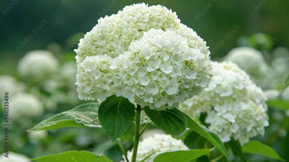 Hydrangea: With their grand, round clusters, hydrangeas convey feelings of gratitude, grace, and abundance, making them a beautiful addition to any floral display.
Hydrangea: With their grand, round clusters, hydrangeas convey feelings of gratitude, grace, and abundance, making them a beautiful addition to any floral display.