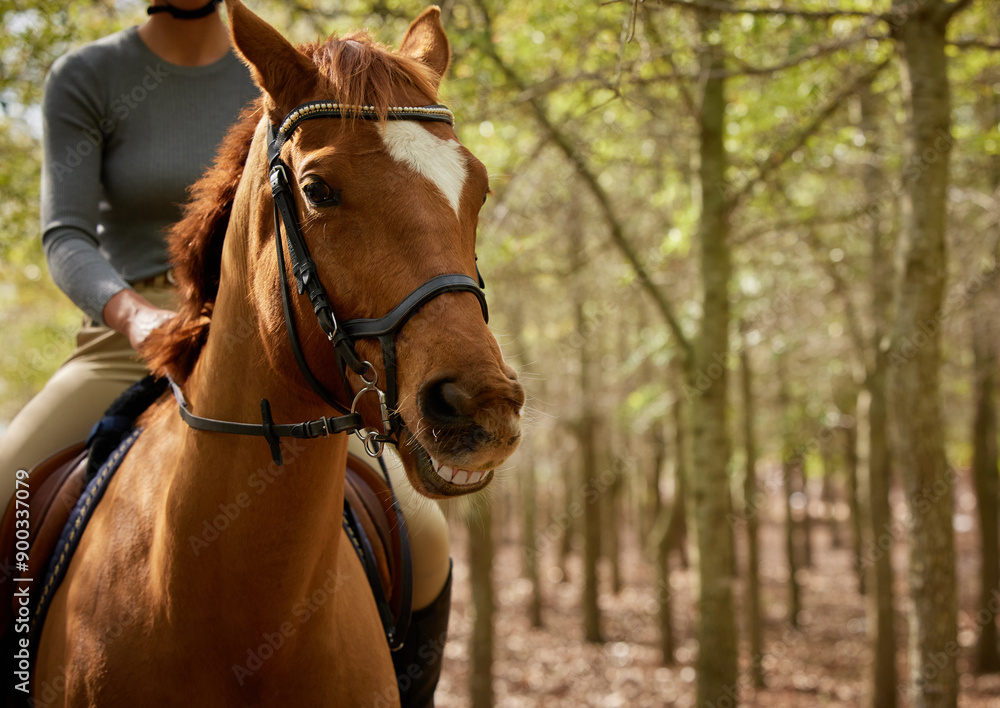 Obraz premium Person, horse and walk in forest, nature and adventure for training, wellness and health on vacation in summer. Jockey, equine animal or pet with smile, travel or holiday in woods, park or outdoor
