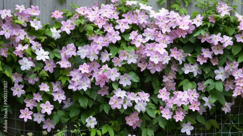 Clematis: Climbing and exquisite, clematis symbolize ingenuity and intellectual beauty. Their stunning blooms add grace and elegance to garden trellises. 