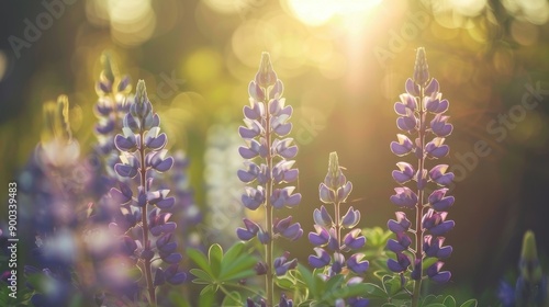 Lupine: With their striking height and vivid colors, lupines symbolize creativity and imagination. They bring a dynamic touch to wildflower meadows.
 photo