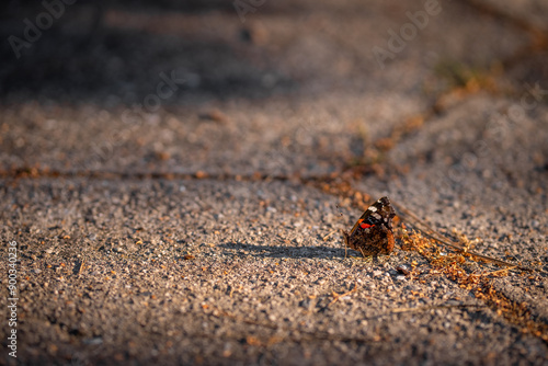 Butterfly Red Admiral on an asphalt road in the rays of the setting sun