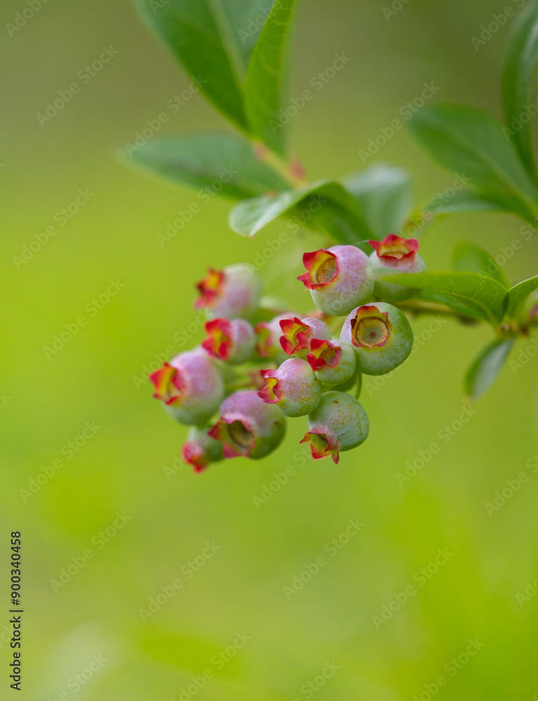 Beautiful summer scenery of Latvia, Northern Europe. Beautiful summer scenery of Latvia, Northern Europe.