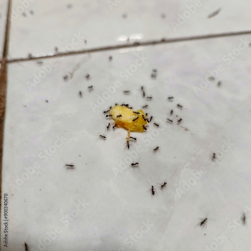 ants on dirt and bread crumbs on the floor, insect infestation in the kitchen photo