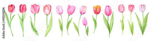 Wallpaper Mural set of colorfull tulips  watercolors  Torontodigital.ca