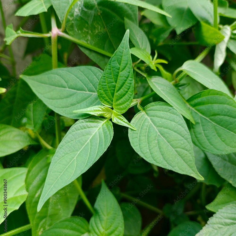 Laportea canadensis, commonly called Canada nettle or wood-nettle, is an annual or perennial herbaceous plant of the nettle family Urticaceae. Laportea canadensis, commonly called Canada nettle or wood-nettle, is an annual or perennial herbaceous plant of the nettle family Urticaceae.