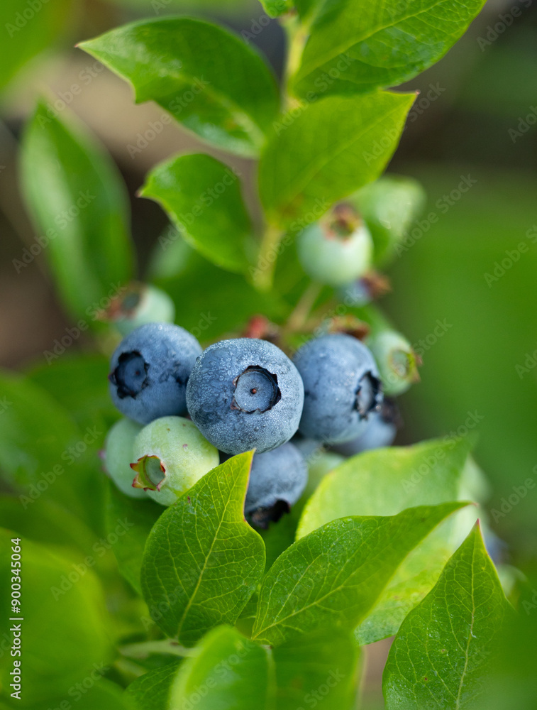 Close-up of organic blueberries in the garden. Beautiful summer scenery of Latvia, Northern Europe. Close-up of organic blueberries in the garden. Beautiful summer scenery of Latvia, Northern Europe.