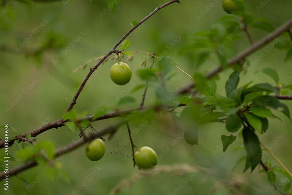Green, unripe fruits of cherry plum tree. Beautiful summer scenery of Latvia, Northern Europe. Green, unripe fruits of cherry plum tree. Beautiful summer scenery of Latvia, Northern Europe.