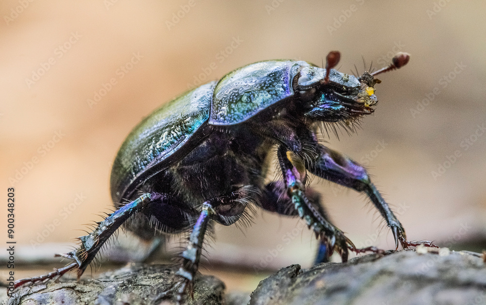 Dung beetle a dark blue scarab crawls in the forest. taken in summer, close-up, on a light background in a natural habitat Dung beetle a dark blue scarab crawls in the forest. taken in summer, close-up, on a light background in a natural habitat