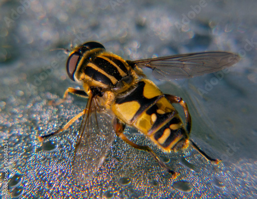 helophilus on a green leaf photo