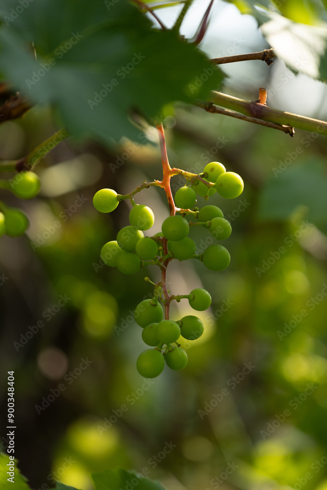 Green, unripe grapes growing in the garden. Beautiful summer scenery of Latvia, Northern Europe. Green, unripe grapes growing in the garden. Beautiful summer scenery of Latvia, Northern Europe.