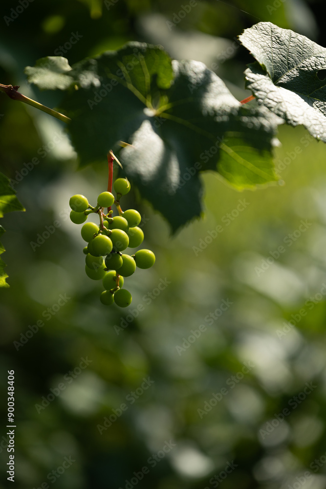 Green, unripe grapes growing in the garden. Beautiful summer scenery of Latvia, Northern Europe. Green, unripe grapes growing in the garden. Beautiful summer scenery of Latvia, Northern Europe.