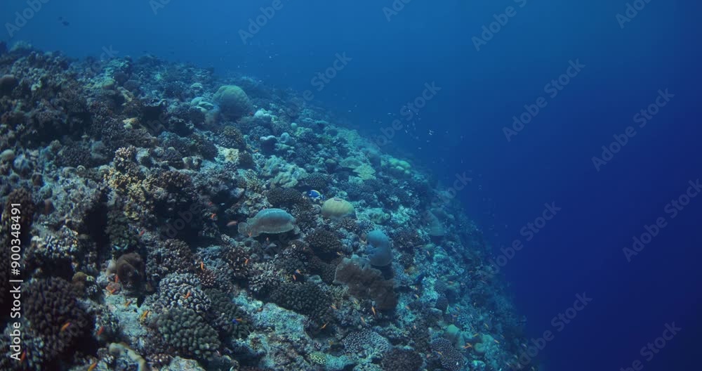 Slow motion underwater view with corals in blue ocean. Slow motion underwater view with corals in blue ocean.