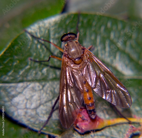 Rhagionidae on a green leaf photo