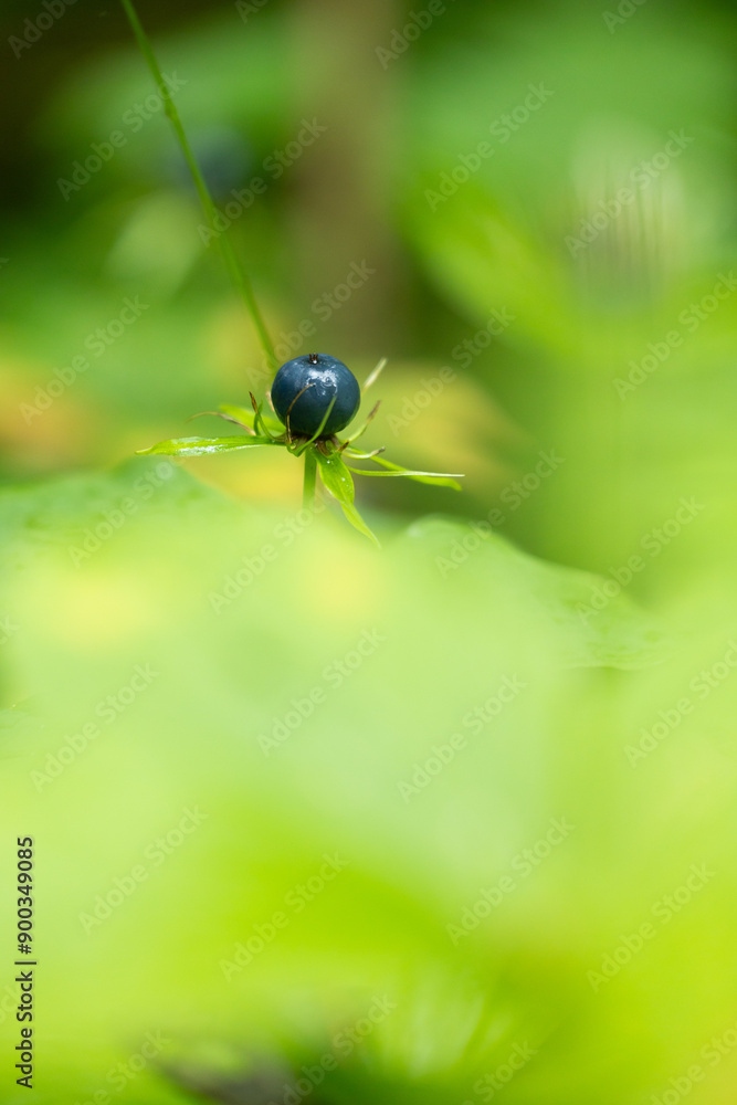 Dark blue herb Paris berries in the forest. Beautiful summer scenery of Latvia, Northern Europe. Dark blue herb Paris berries in the forest. Beautiful summer scenery of Latvia, Northern Europe.