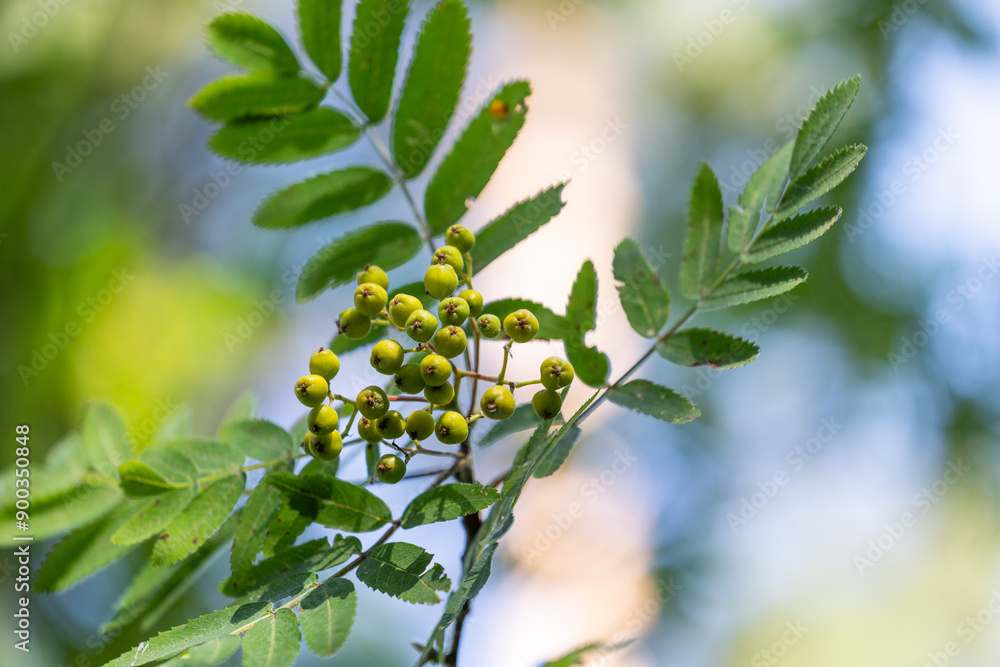 Unripe, green rowan tree berries in the forest. Beautiful summer scenery of Latvia, Northern Europe. Unripe, green rowan tree berries in the forest. Beautiful summer scenery of Latvia, Northern Europe.