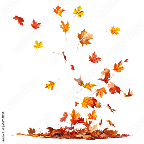 Colorful maple leaves are falling to the ground.