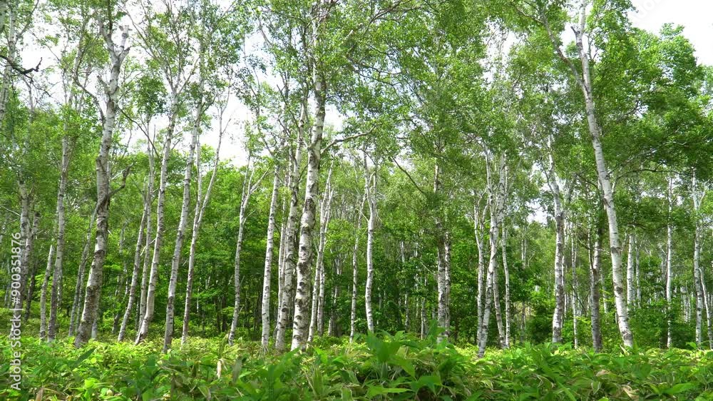 八千穂高原 白樺群生地 八千穂高原 白樺群生地