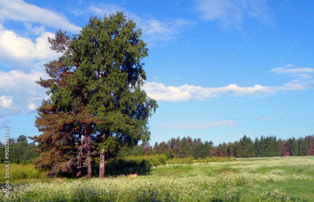 Fototapeta premium A lonely tree in a field against the blue sky in Russia. The picture was taken in the forest in summer, landscape